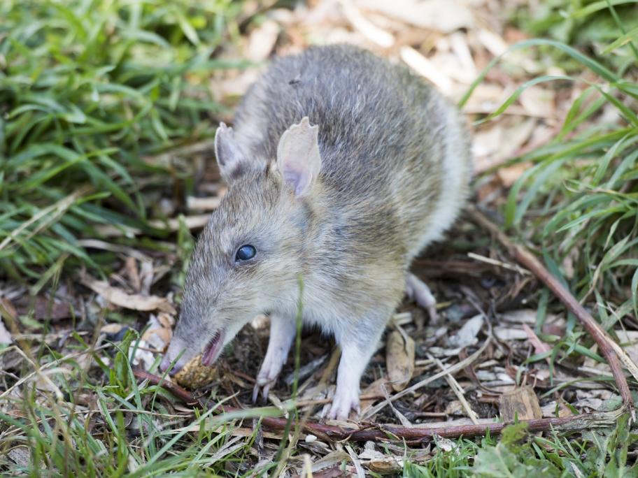 Bandicoot