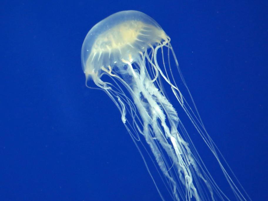 box jellyfish