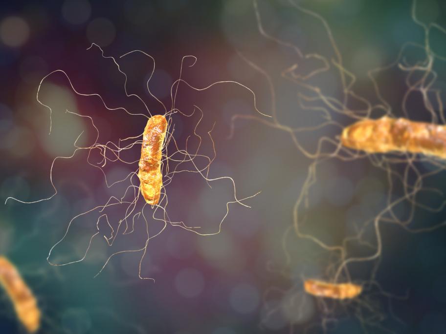 C. difficile
