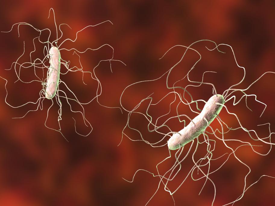 C. difficile bacteria