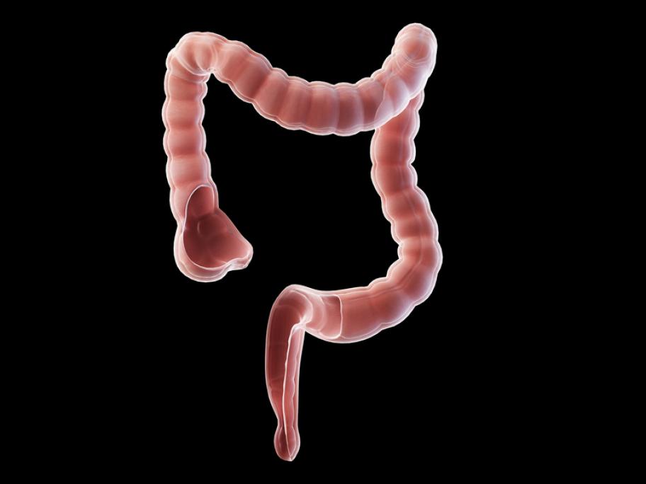 colon and rectum