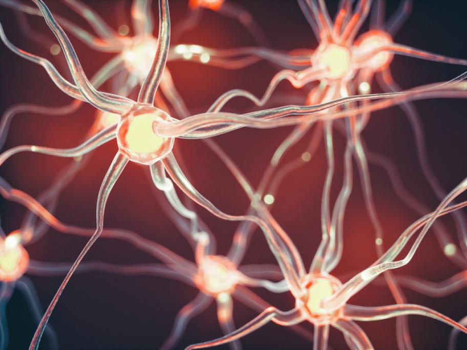 Connected neurons signifying cognition