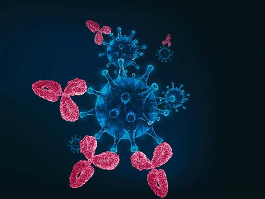 Coronavirus under antibody attack