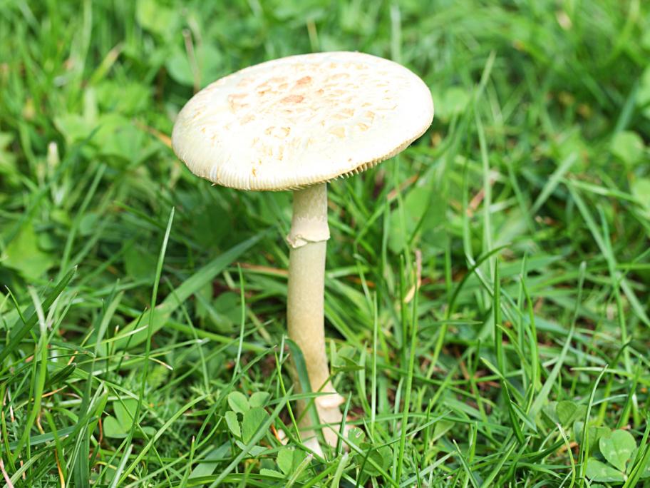 ‘Vomiting green liquid’: doctor’s near-death experience after eating toxic mushrooms