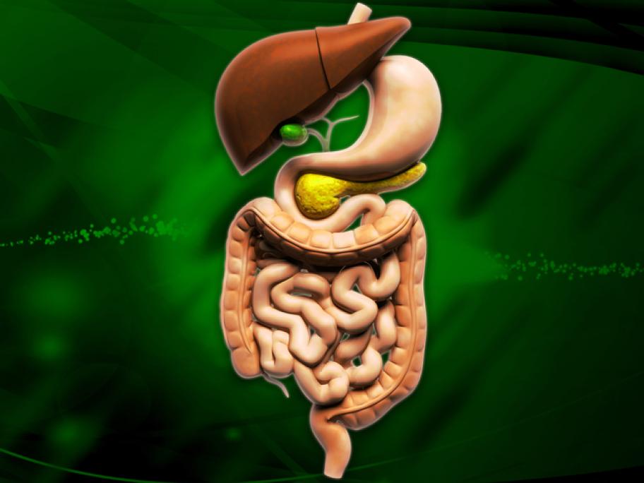 Digestive system