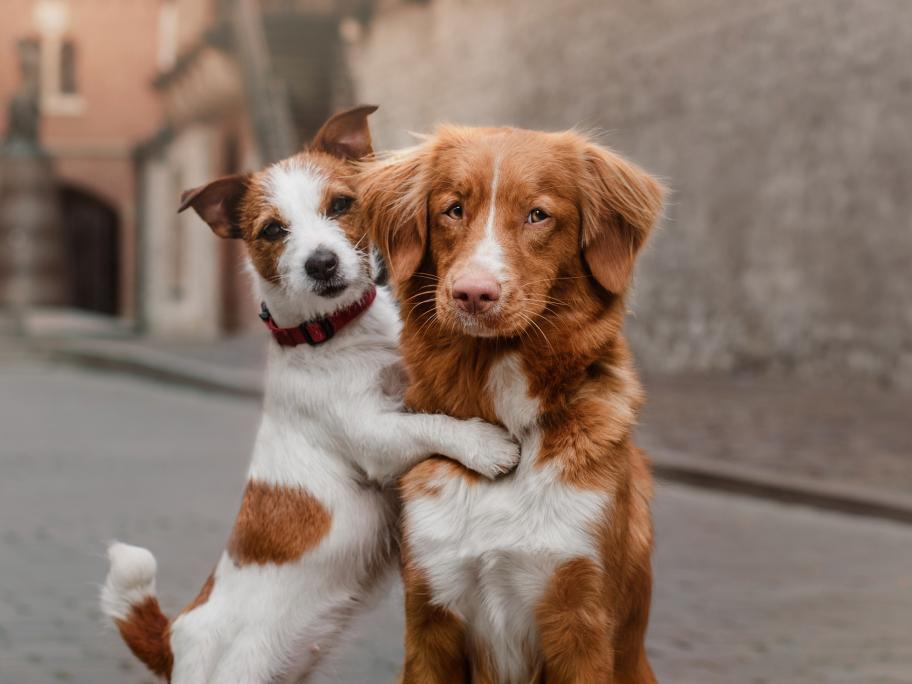 dogs
