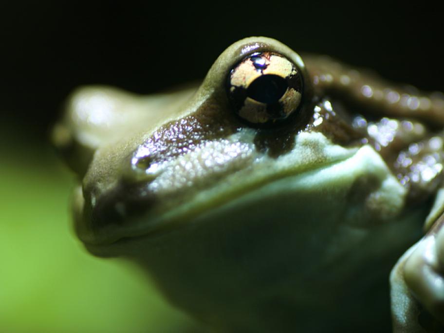 Frog