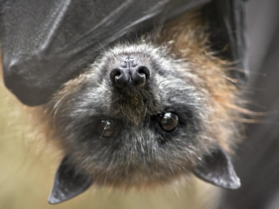 Fruit bat
