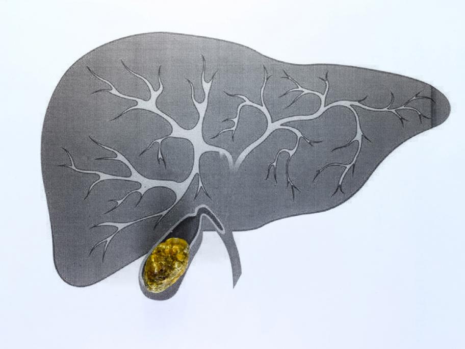 Liver with gallbladder