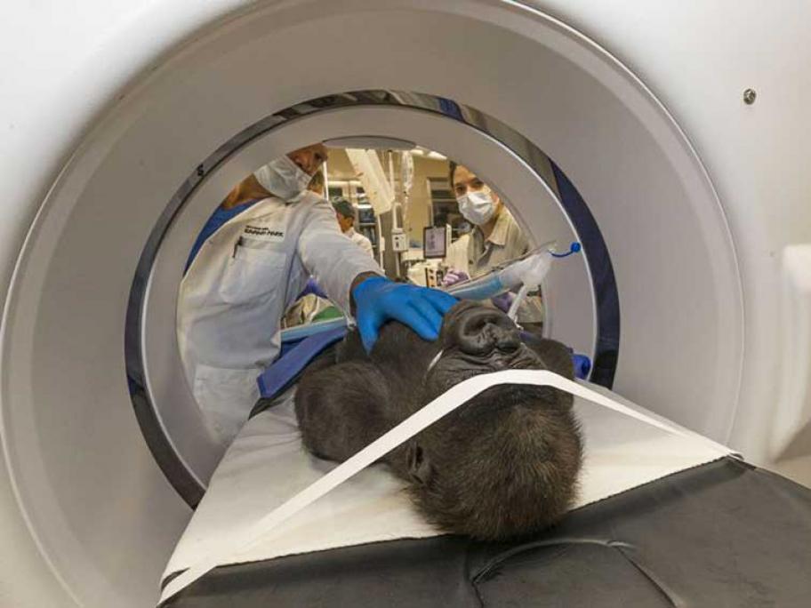 Gorilla cataract surgery