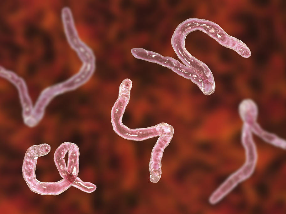 does-hookworm-therapy-help-in-ms-australian-doctor-group