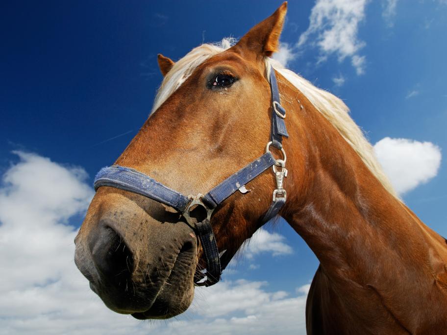 horse