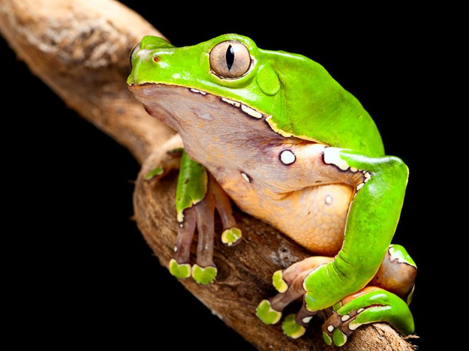 Kambo frog