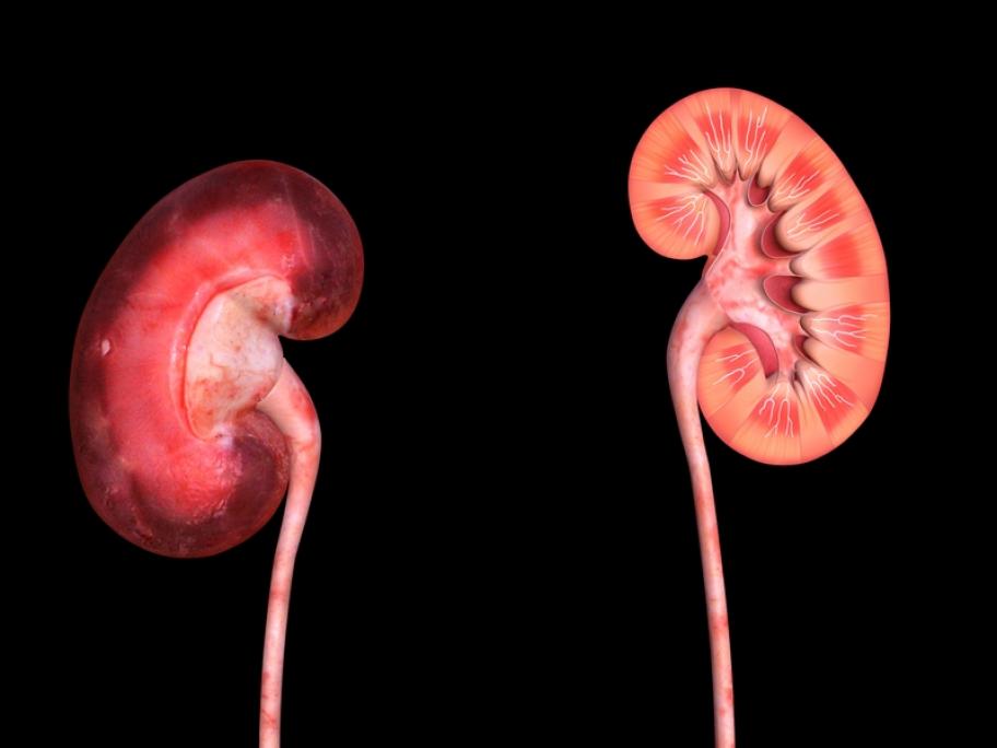 model of kidneys