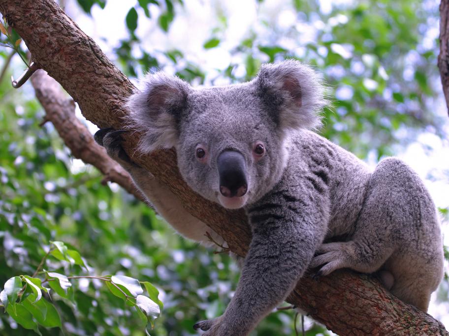 Koala