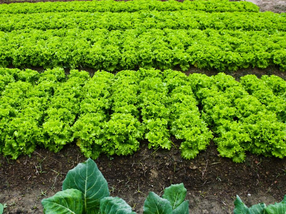 Vegetables