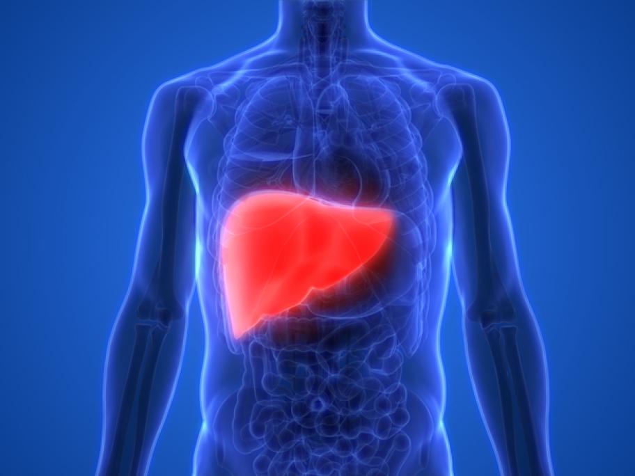 Liver