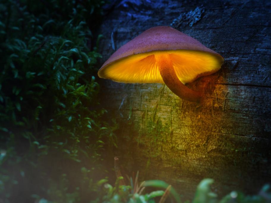 Mushroom