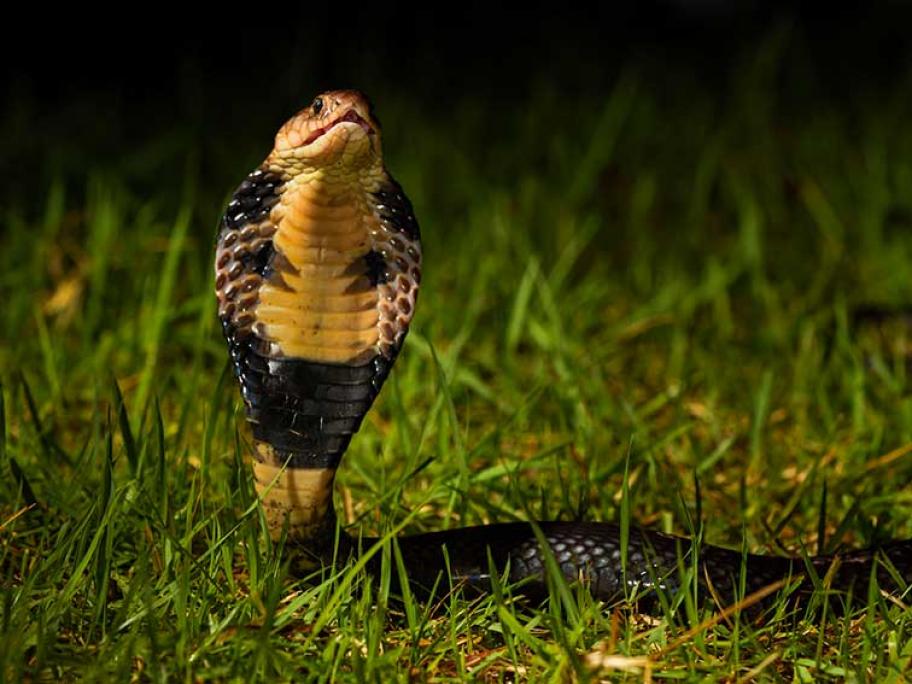 Chinese cobra