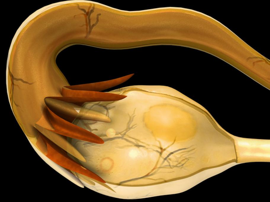 ovary and fallopian tube