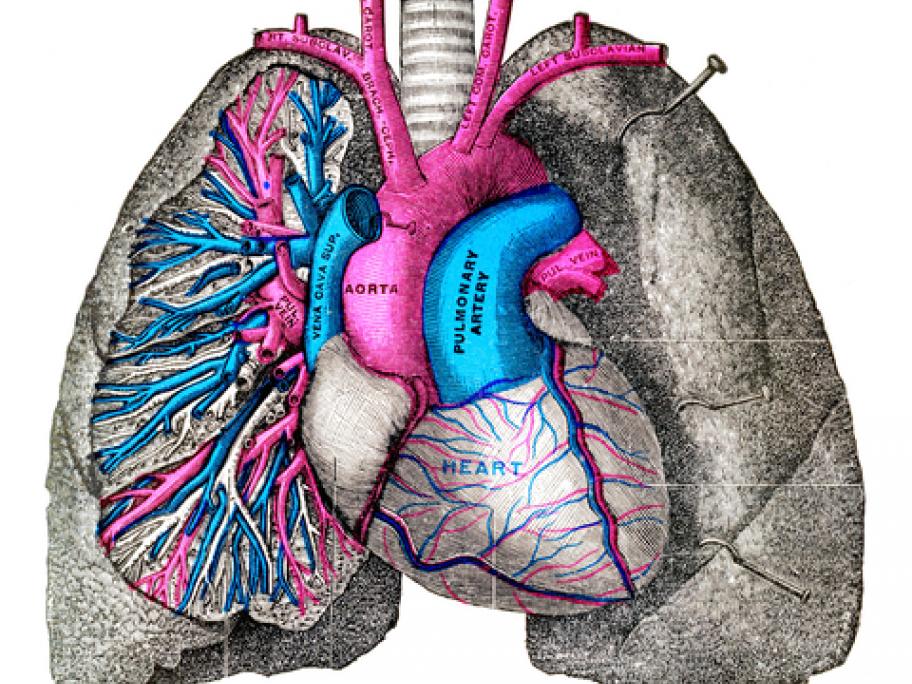 Old anatomy illustration - pulmonary artery