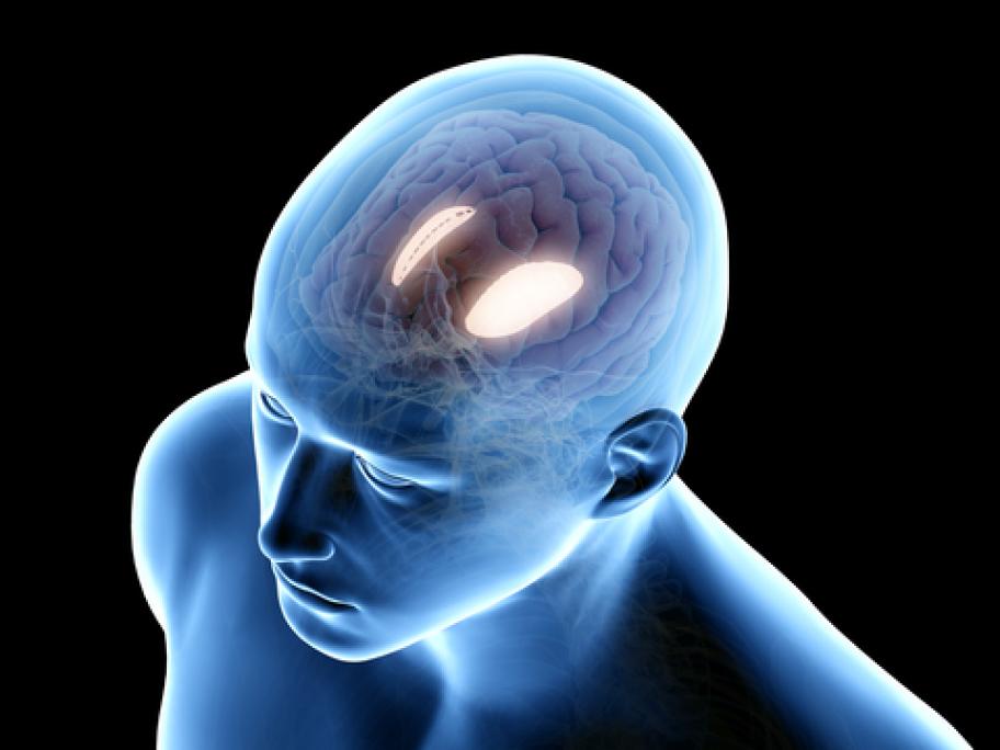 illustration of the brain showing the putamen