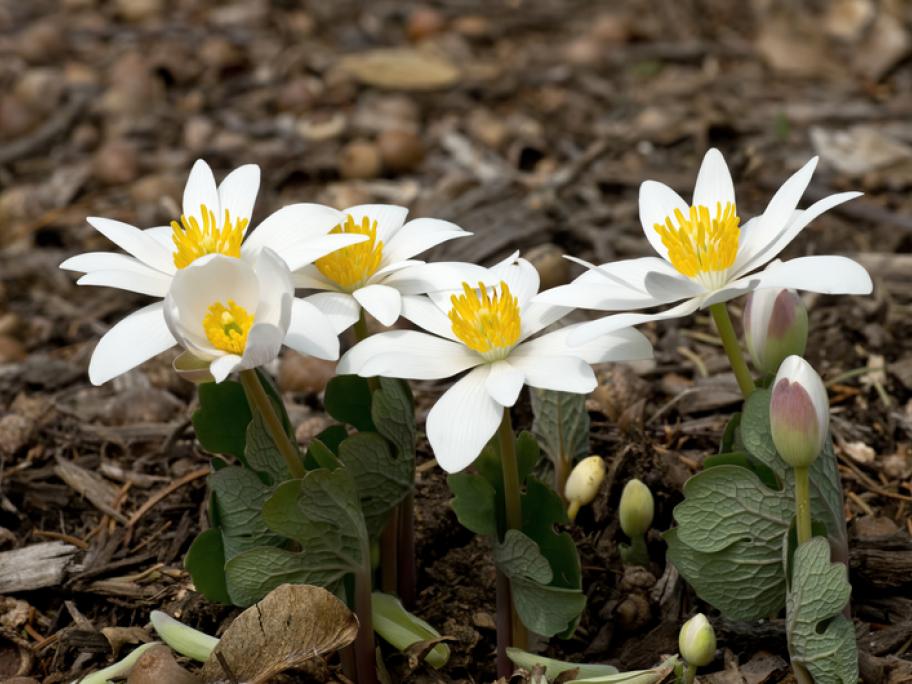 Bloodroot plant