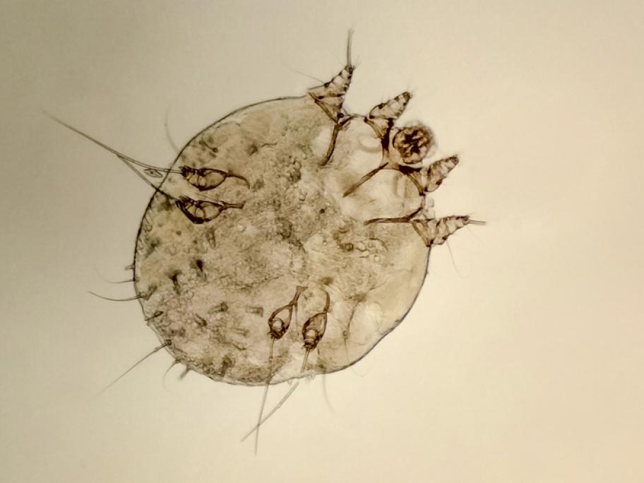Scabies mite