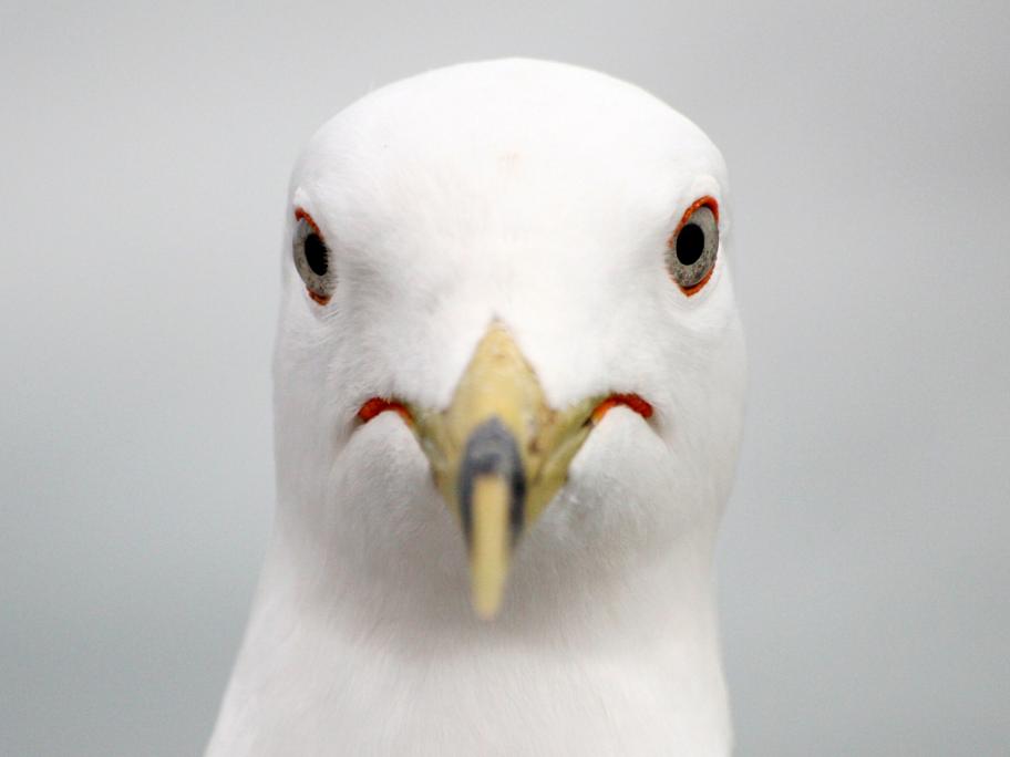 seagull