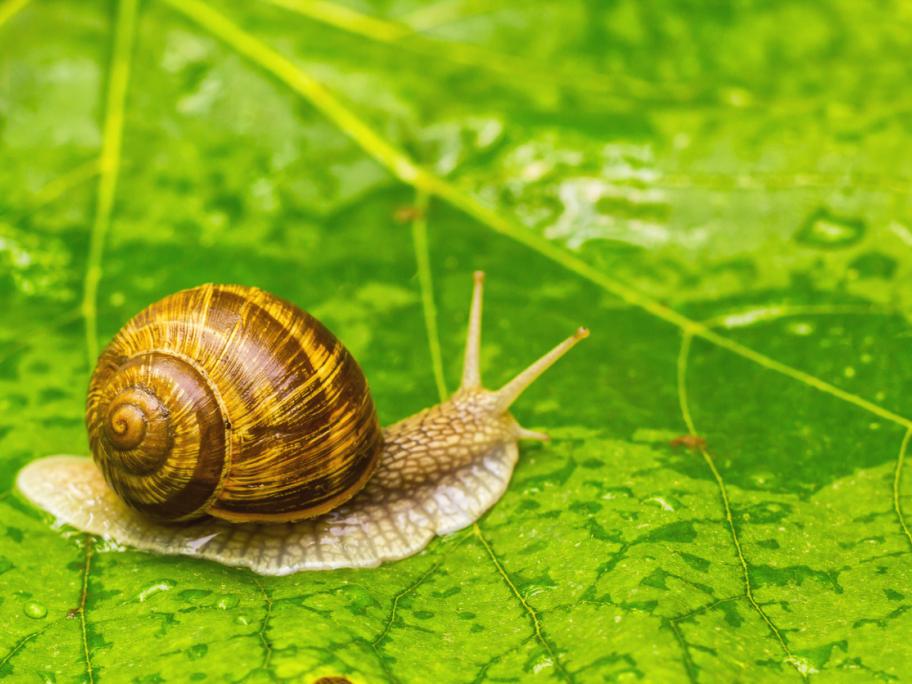 Snail