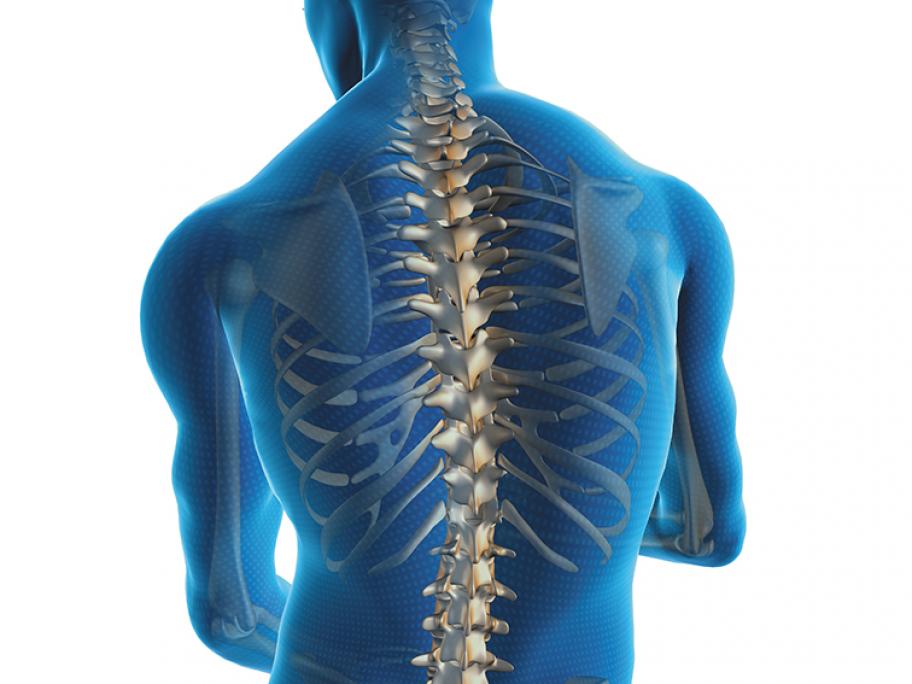 Spine