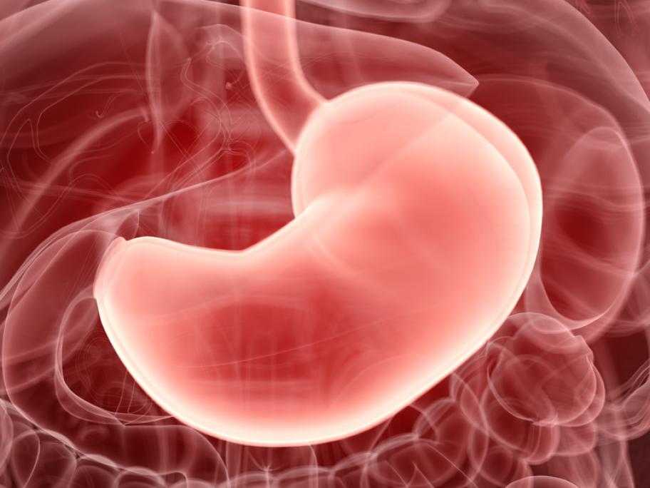 stomach