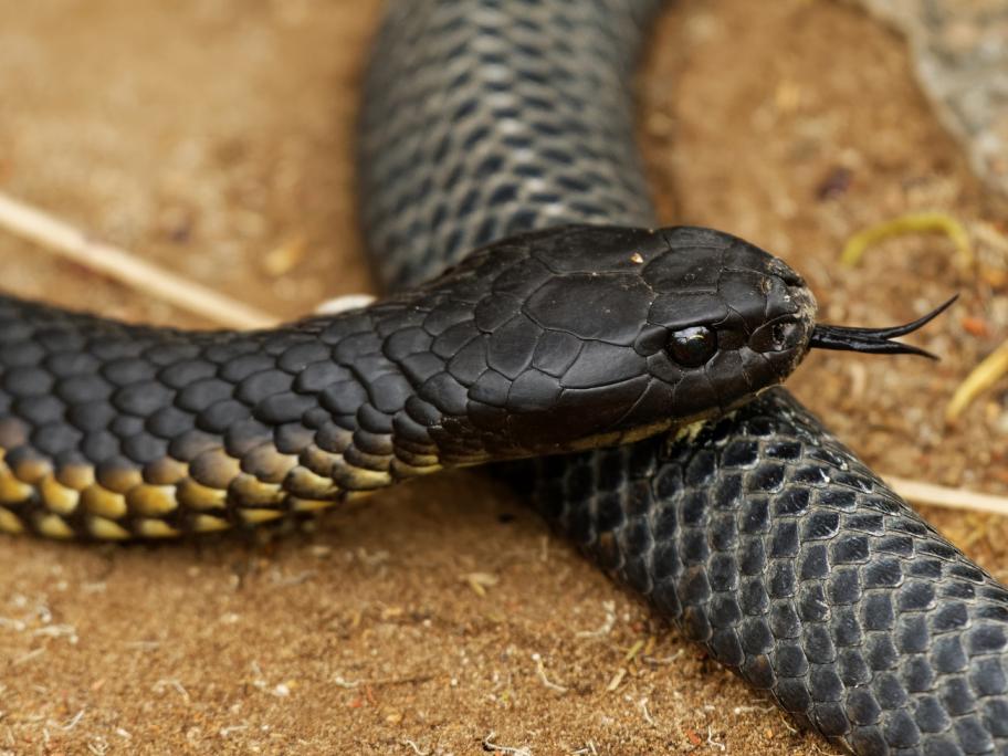 Tiger snake