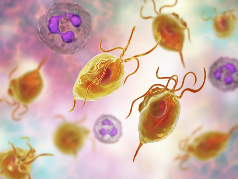 Trichomonas parasites
