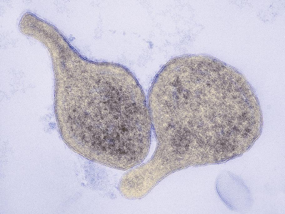 Mycoplasma genitalium