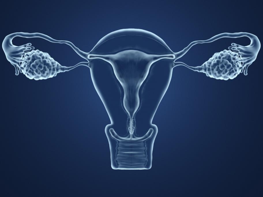 uterus and ovaries