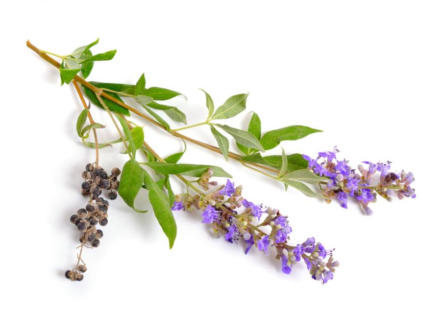 Vitex agnus-castus