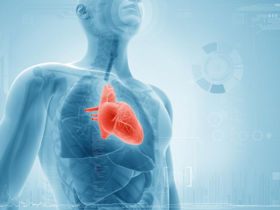 Heart