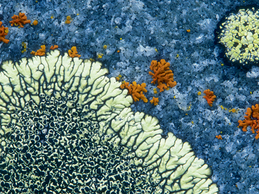 lichen