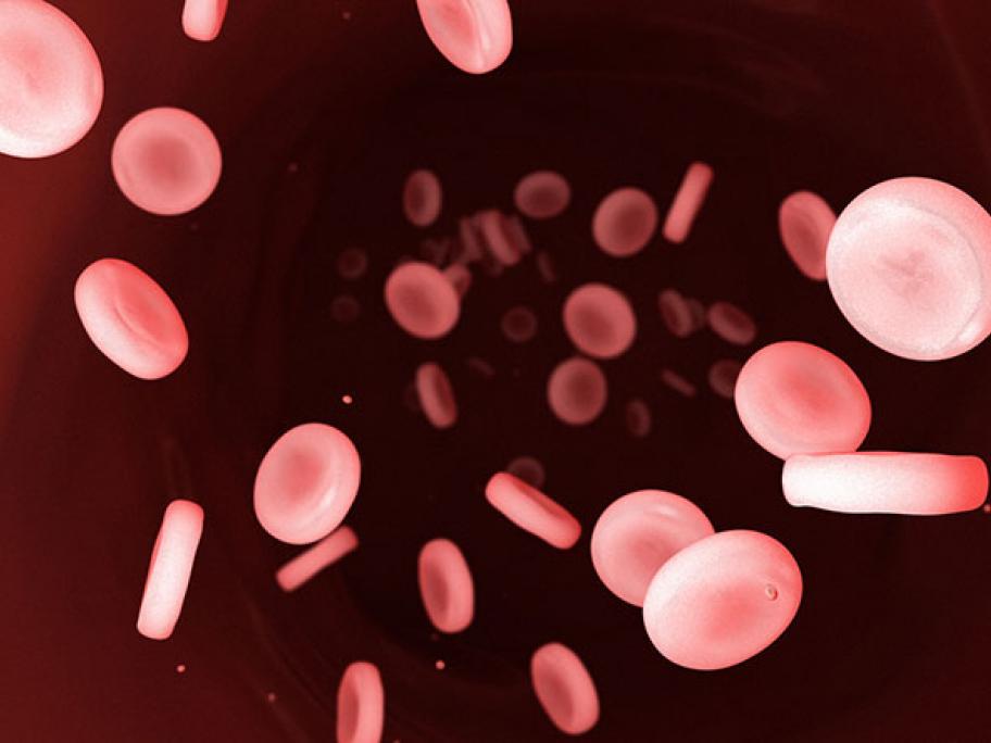 blood cells