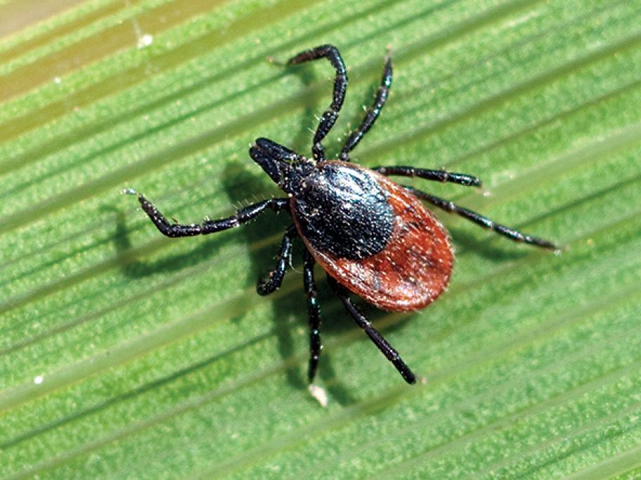 tick