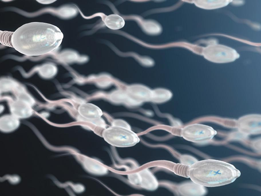 sperm
