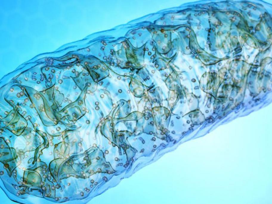mitochondria