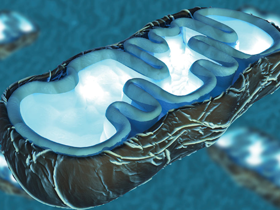 mitochondria