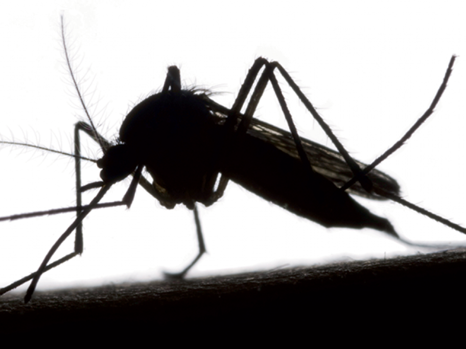 mosquito