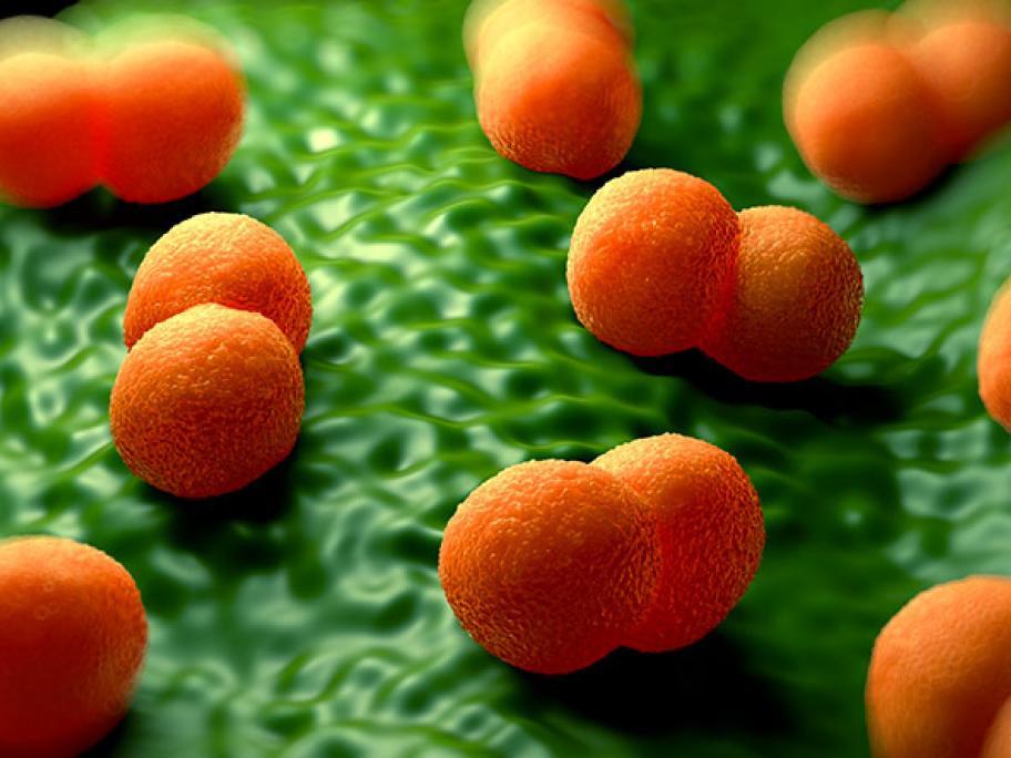 meningitis bacteria