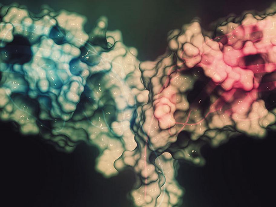 A CTLA-4 protein. CTLA4-blocking antibodies are used in cancer therapy (immune checkpoint blockade therapy). Photo: Alamy