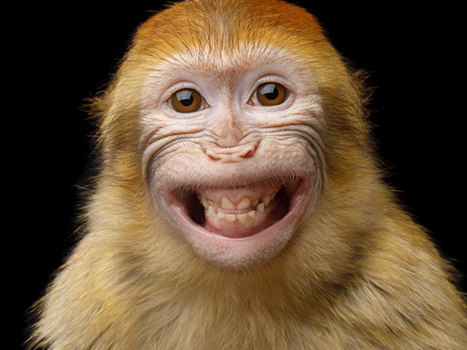 barbary macaque