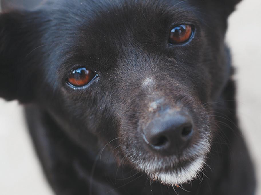 black dog