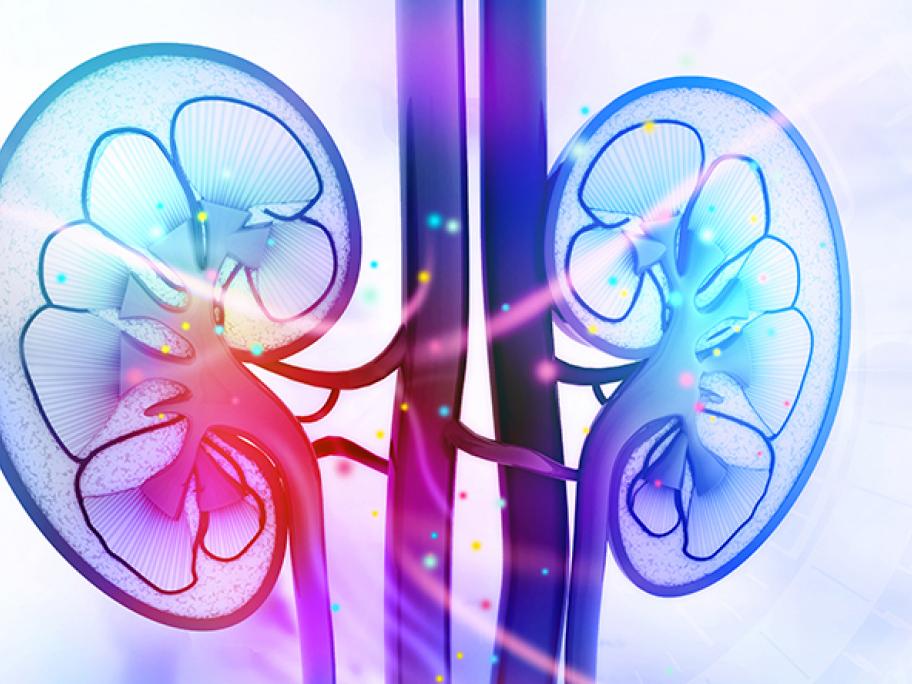 concept pic of kidney disease
